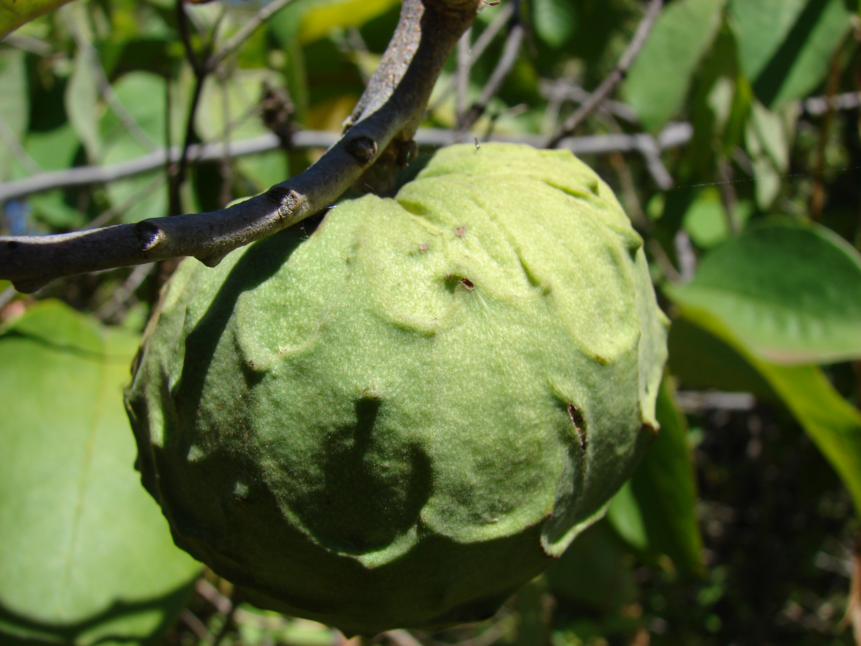 Chirimuya ، Custard Apple  ، momona ، kelemoio